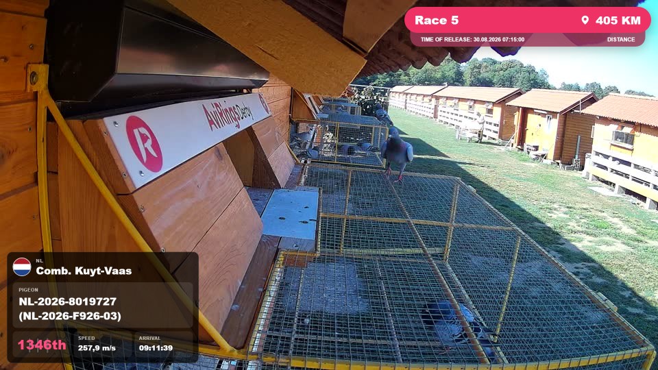 Pigeon Arrival Image For Race Race 5