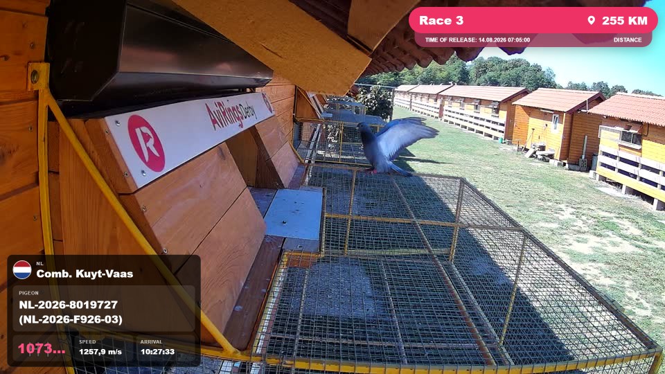 Pigeon Arrival Image For Race Race 3