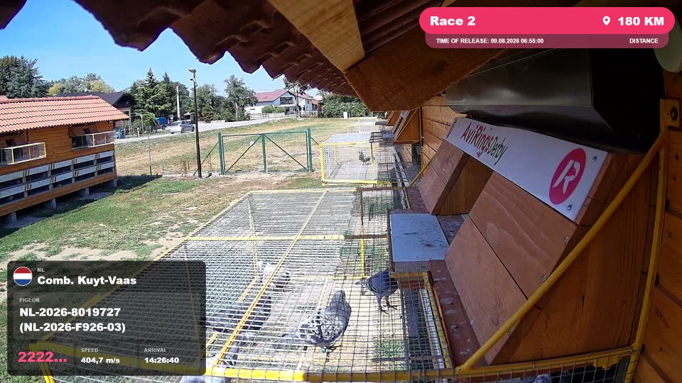 Pigeon Arrival Image For Race Race 2