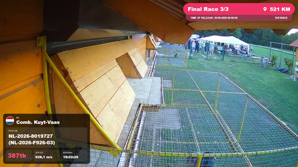 Pigeon Arrival Image For Race Final Race 3/3