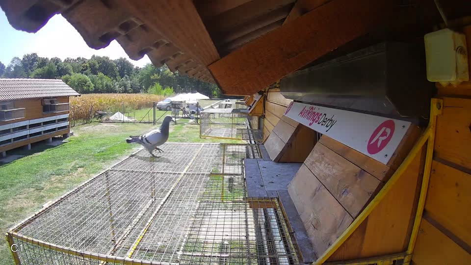Pigeon Arrival Image For Race Race 5