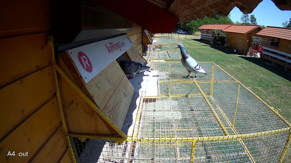 Pigeon Arrival Image For Race Race 3