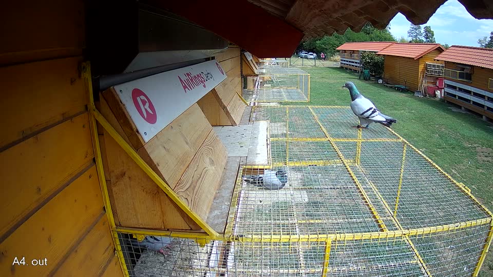 Pigeon Arrival Image For Race Race 4