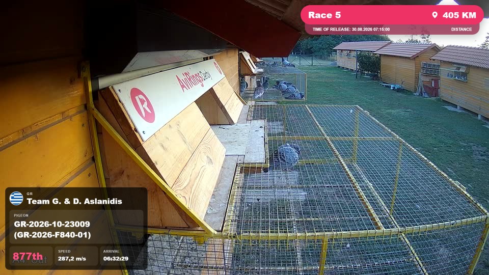 Pigeon Arrival Image For Race Race 5