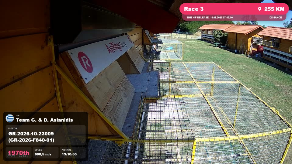 Pigeon Arrival Image For Race Race 3