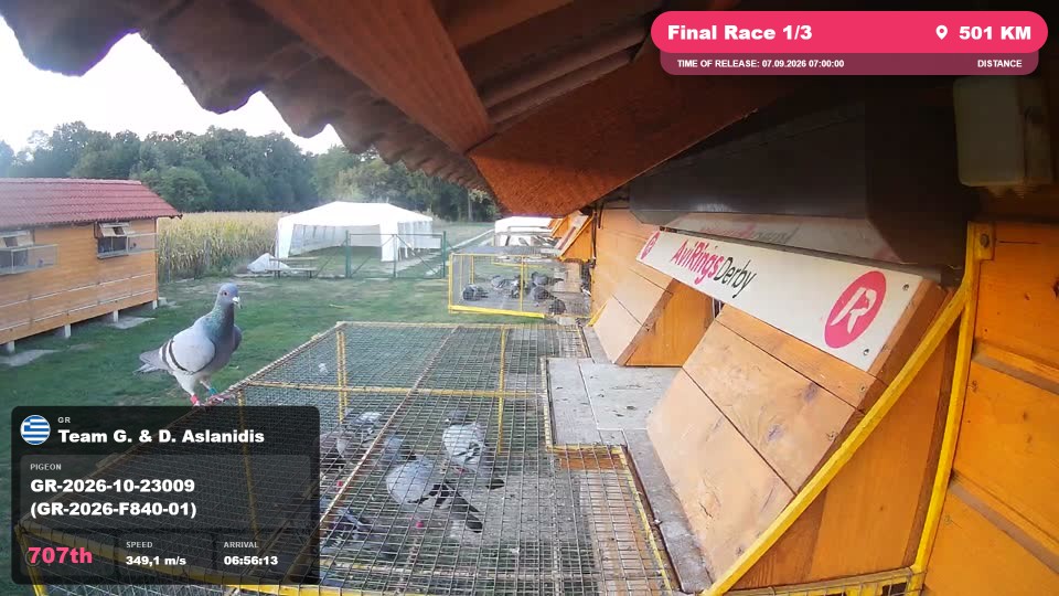 Pigeon Arrival Image For Race Final Race 1/3