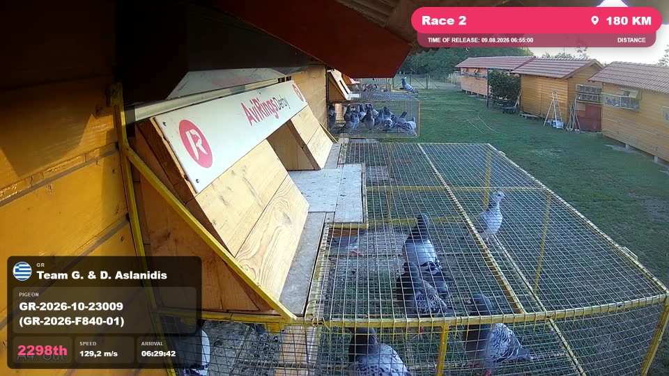 Pigeon Arrival Image For Race Race 2