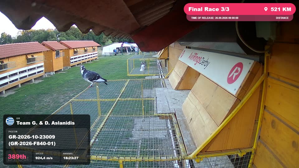 Pigeon Arrival Image For Race Final Race 3/3