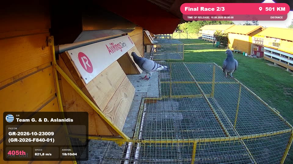 Pigeon Arrival Image For Race Final Race 2/3