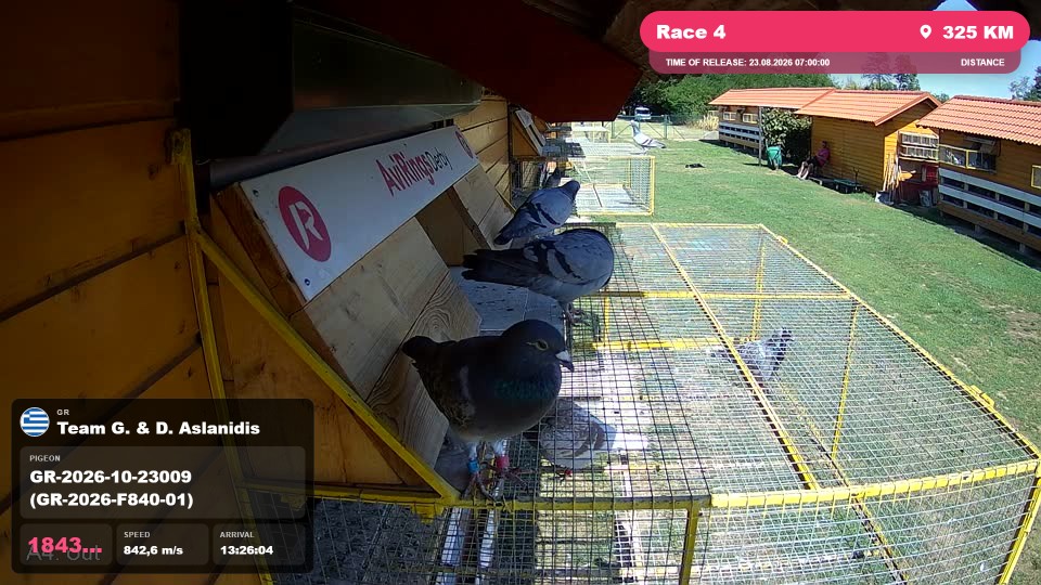 Pigeon Arrival Image For Race Race 4