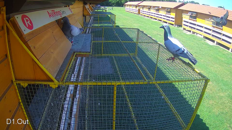 Pigeon Arrival Image For Race Race 2