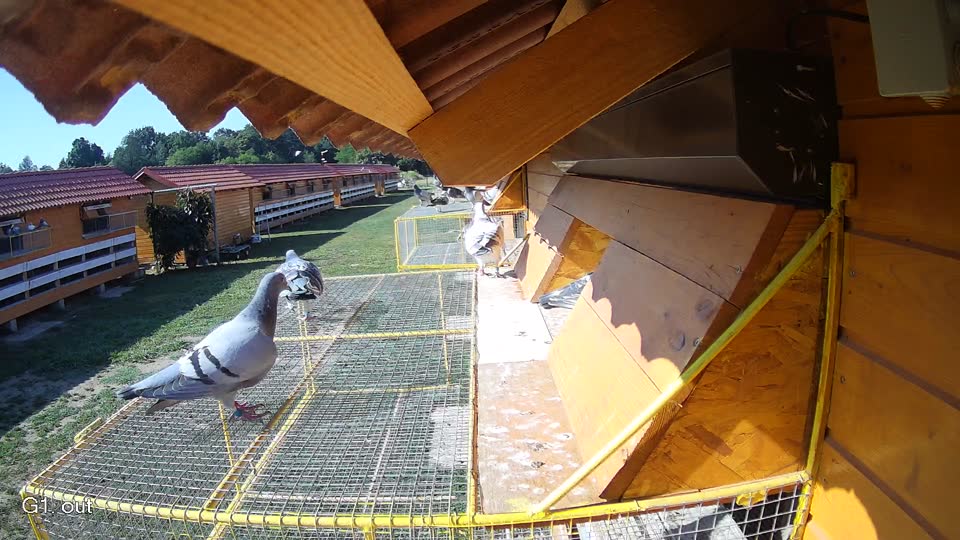 Pigeon Arrival Image For Race Race 2