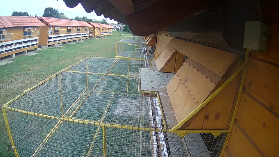Pigeon Arrival Image For Race Race 3