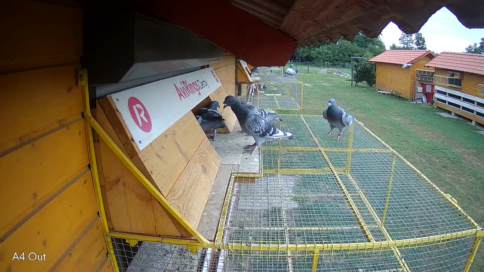 Pigeon Arrival Image For Race Race 3