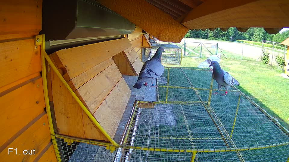 Pigeon Arrival Image For Race Race 1