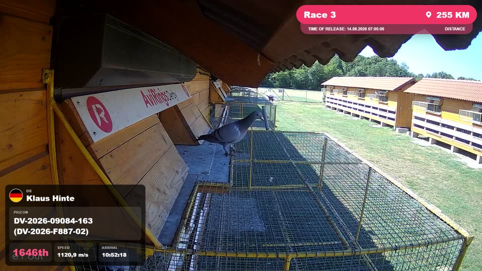 Pigeon Arrival Image For Race Race 3