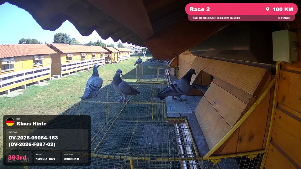 Pigeon Arrival Image For Race Race 2