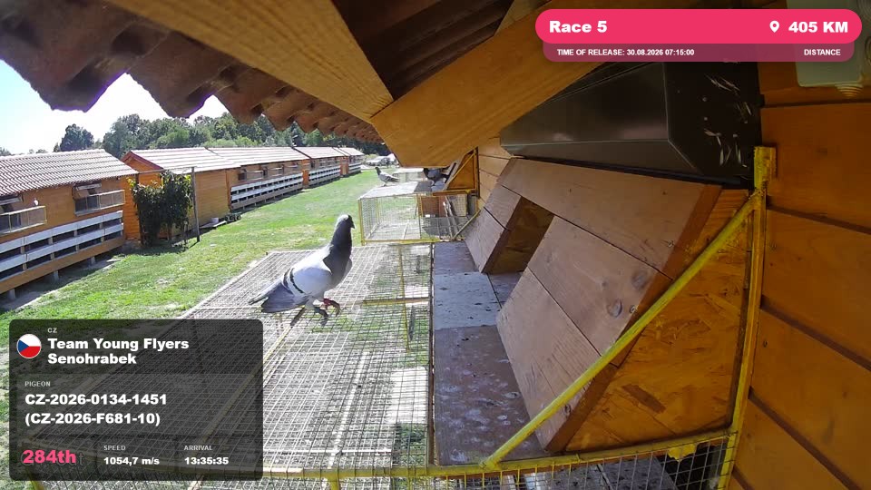 Pigeon Arrival Image For Race Race 5