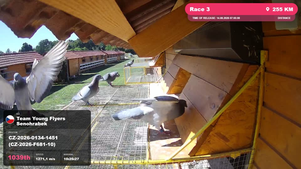 Pigeon Arrival Image For Race Race 3