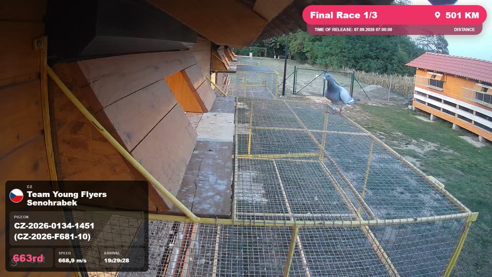Pigeon Arrival Image For Race Final Race 1/3