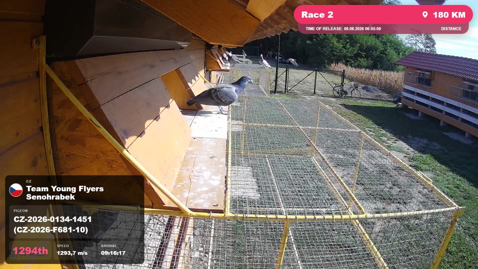 Pigeon Arrival Image For Race Race 2