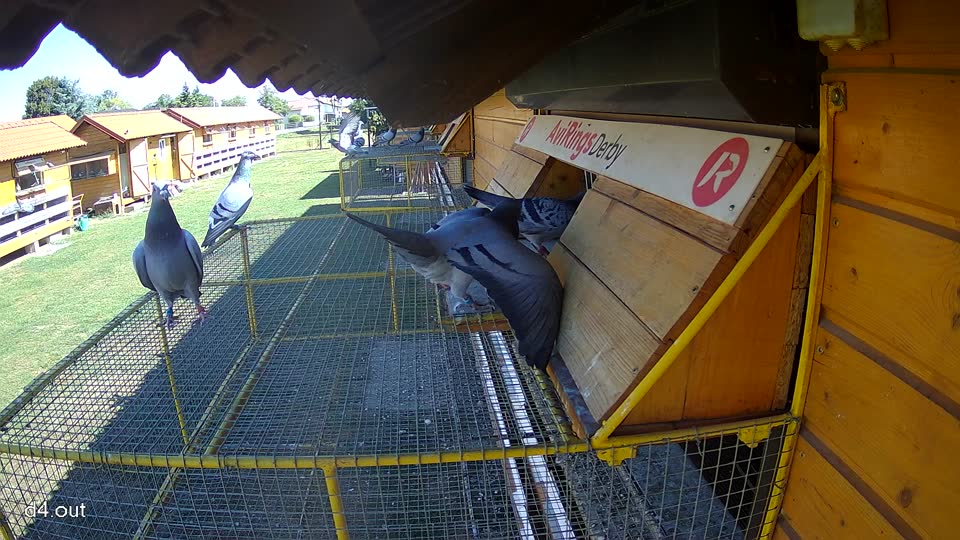 Pigeon Arrival Image For Race Race 3