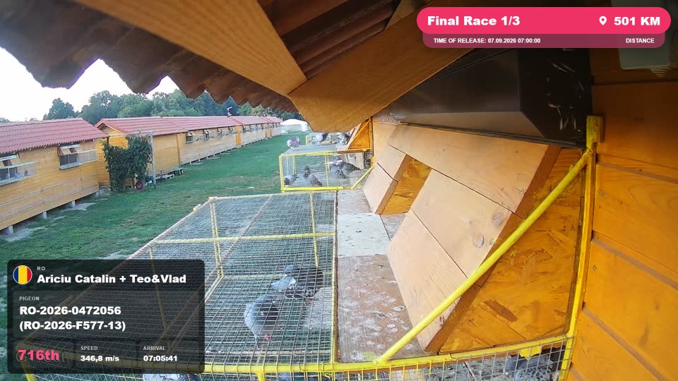 Pigeon Arrival Image For Race Final Race 1/3