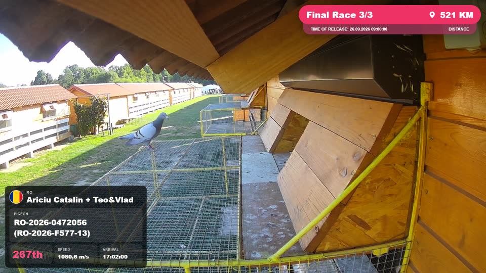 Pigeon Arrival Image For Race Final Race 3/3