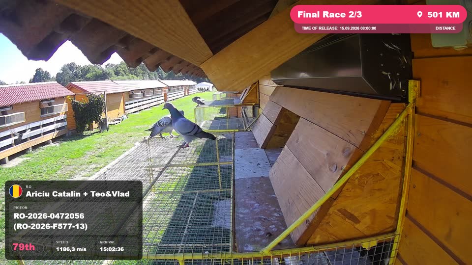 Pigeon Arrival Image For Race Final Race 2/3