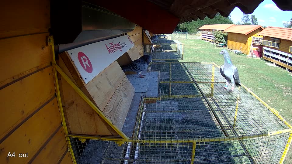 Pigeon Arrival Image For Race Race 5