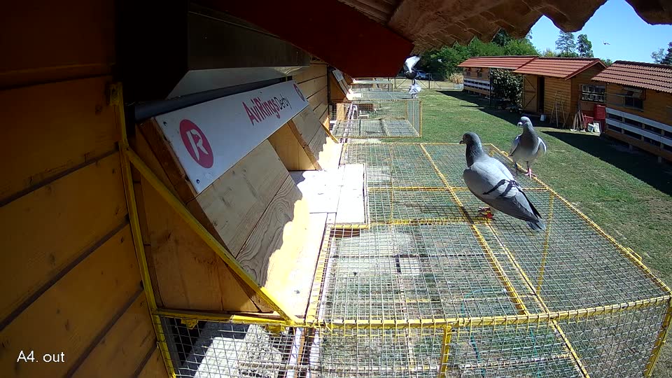Pigeon Arrival Image For Race Race 3
