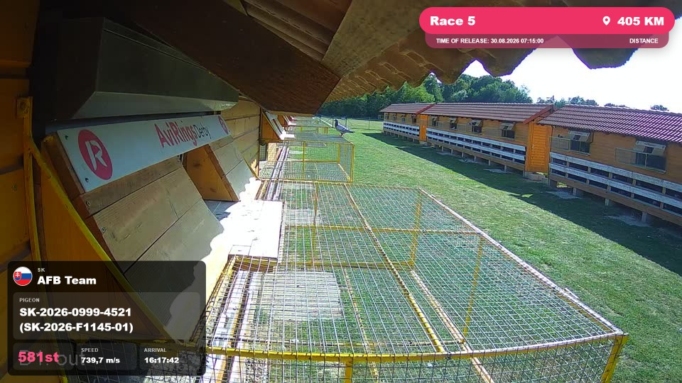 Pigeon Arrival Image For Race Race 5