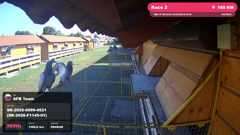 Pigeon Arrival Image For Race Race 2
