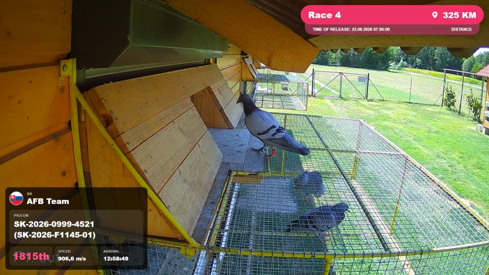 Pigeon Arrival Image For Race Race 4