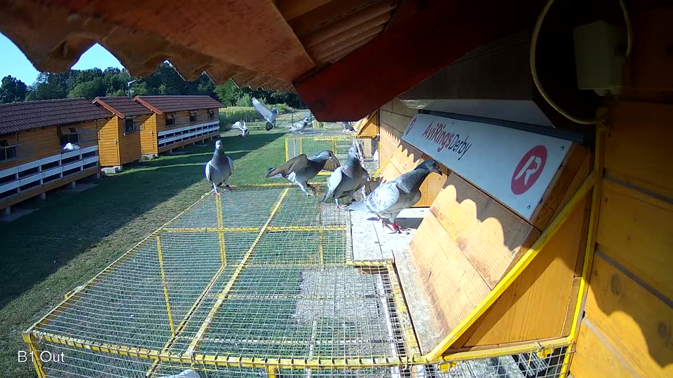 Pigeon Arrival Image For Race Race 1