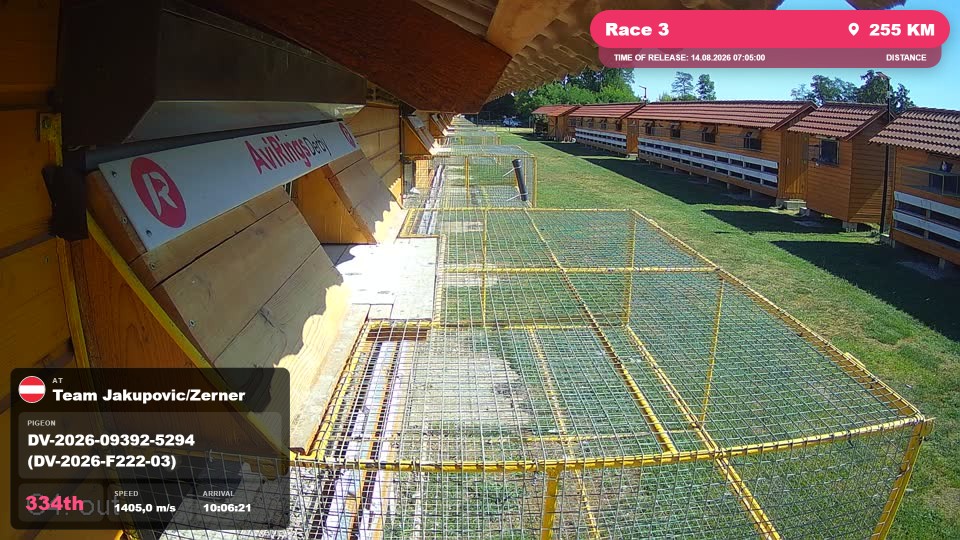 Pigeon Arrival Image For Race Race 3