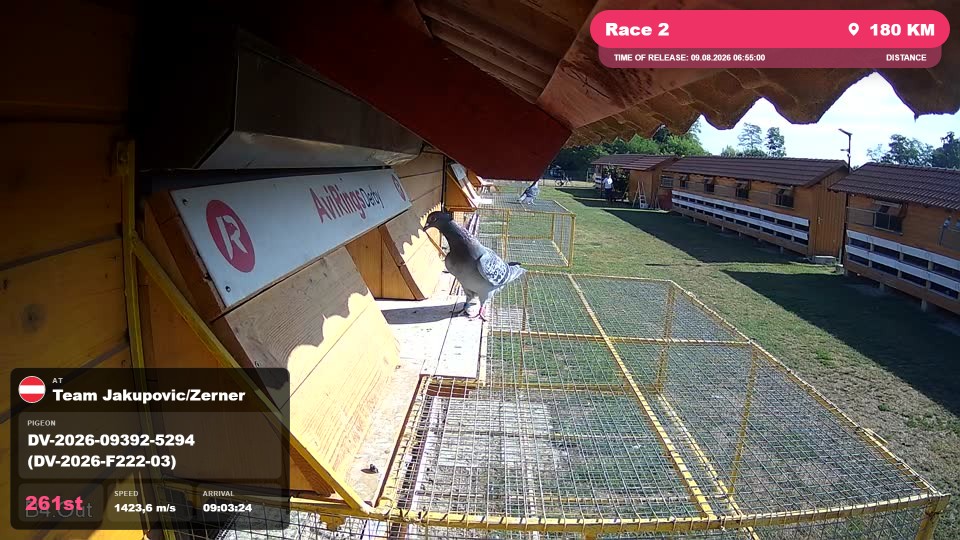 Pigeon Arrival Image For Race Race 2