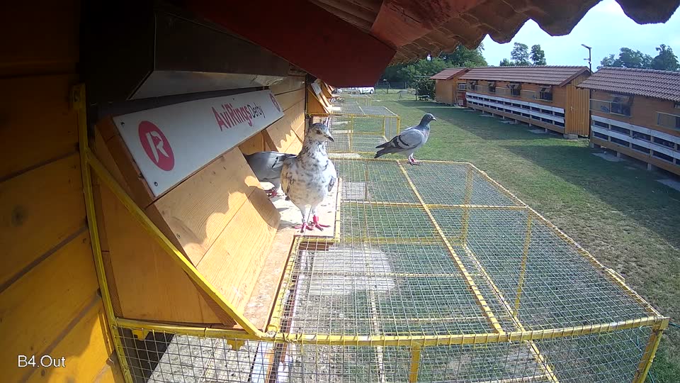 Pigeon Arrival Image For Race Race 4