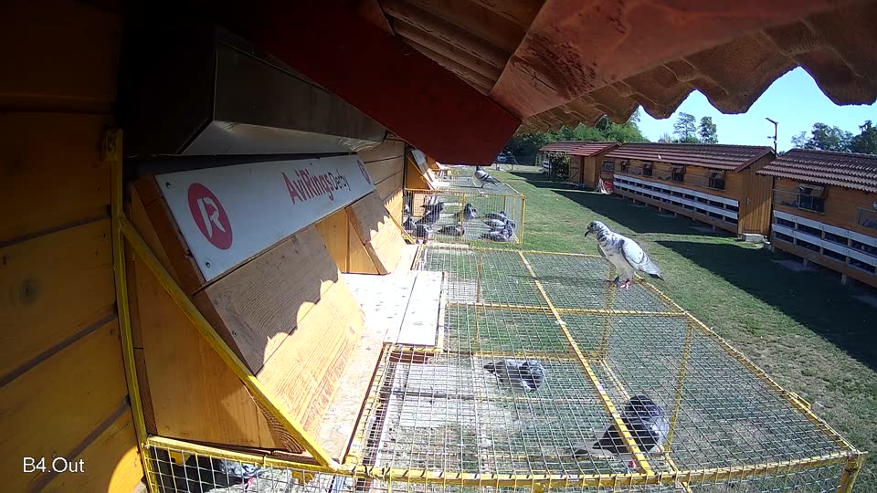 Pigeon Arrival Image For Race Race 5