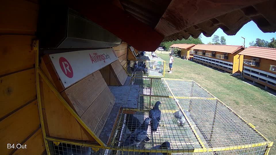 Pigeon Arrival Image For Race Race 3