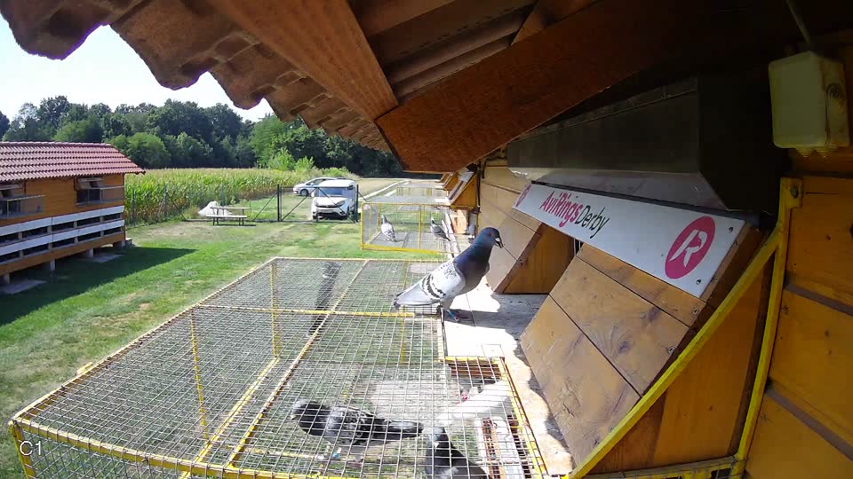 Pigeon Arrival Image For Race Race 1