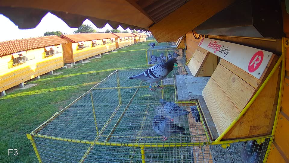 Pigeon Arrival Image For Race Race 5