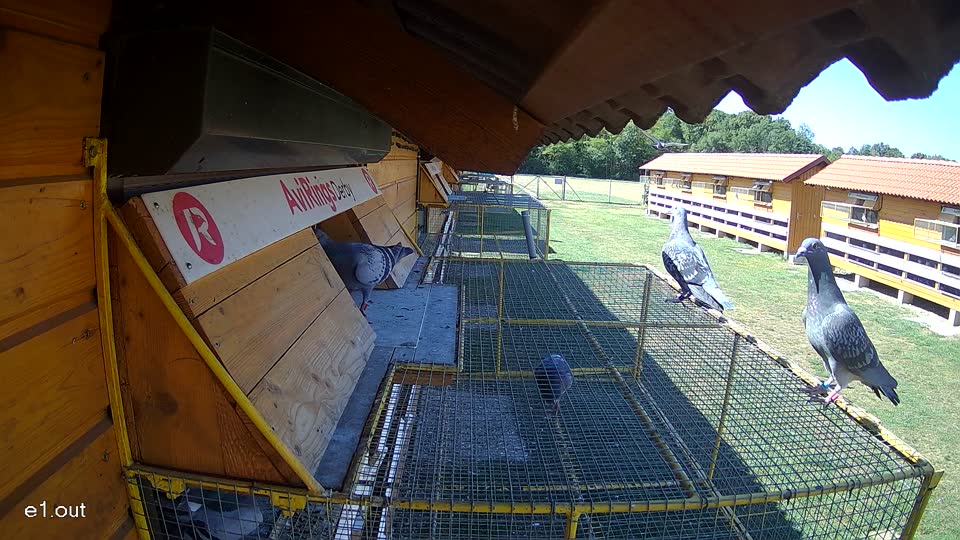Pigeon Arrival Image For Race Race 3