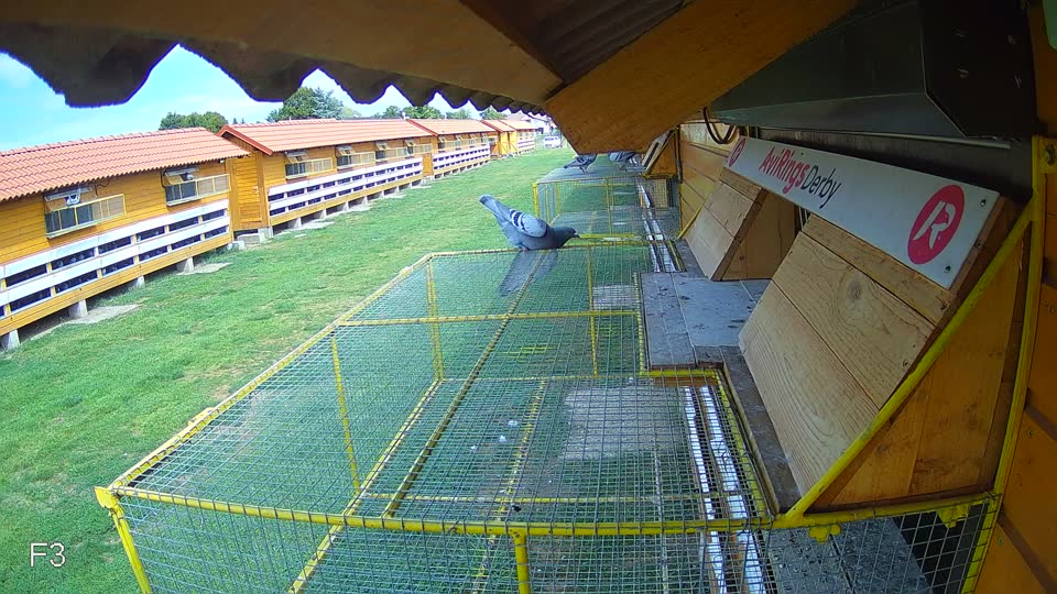 Pigeon Arrival Image For Race Race 4
