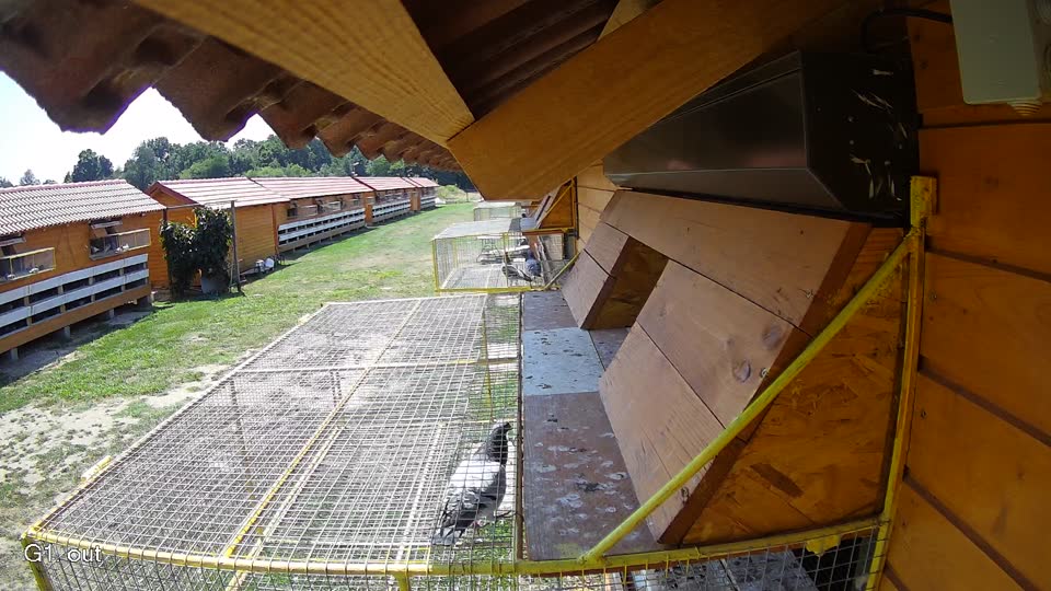 Pigeon Arrival Image For Race Race 1