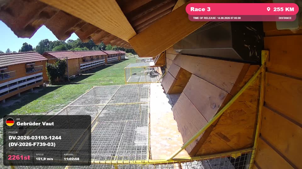 Pigeon Arrival Image For Race Race 3