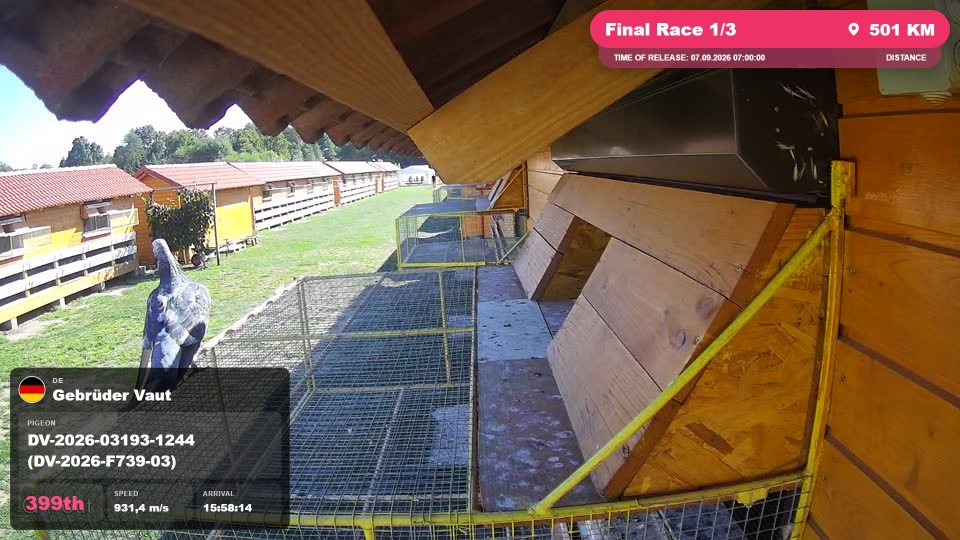 Pigeon Arrival Image For Race Final Race 1/3