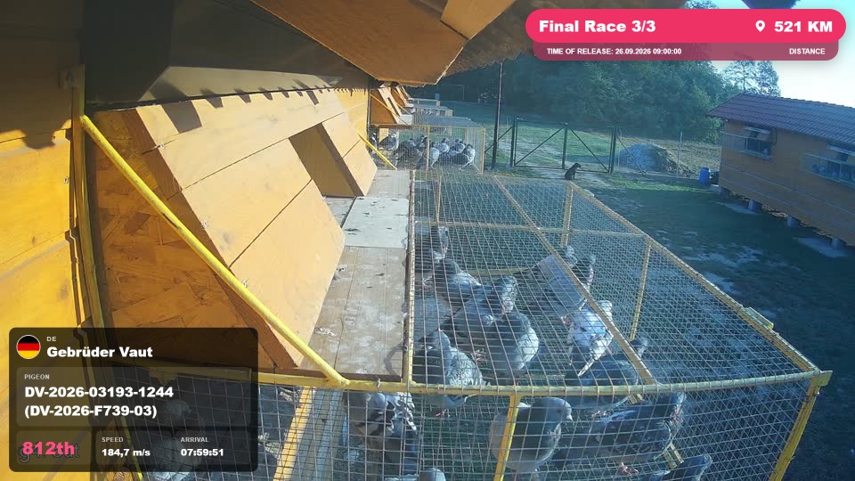 Pigeon Arrival Image For Race Final Race 3/3