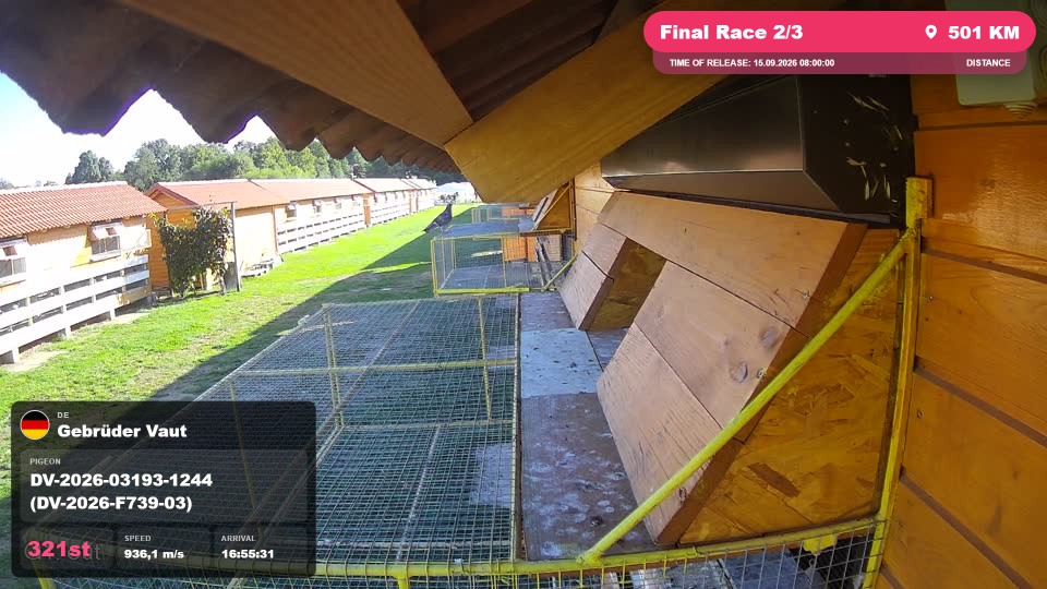 Pigeon Arrival Image For Race Final Race 2/3
