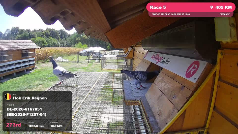 Pigeon Arrival Image For Race Race 5
